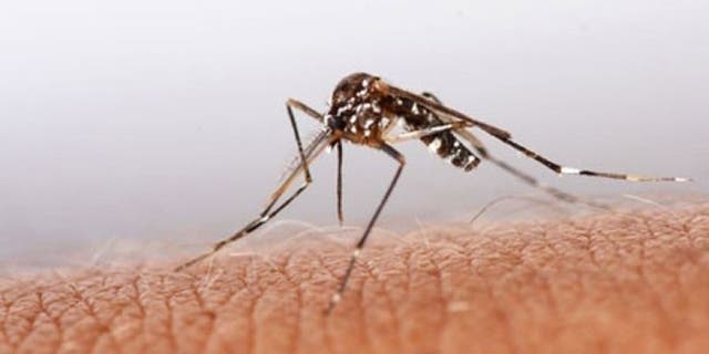 yellow fever mosquito