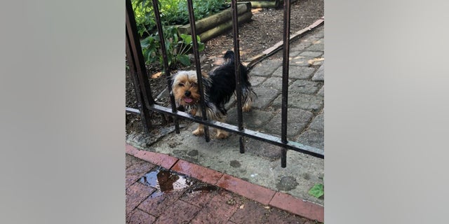 Police are warning pet owners to be vigilant this summer after freeing a panting Yorkie from a scorching hot vehicle in Washington, D.C. this week.