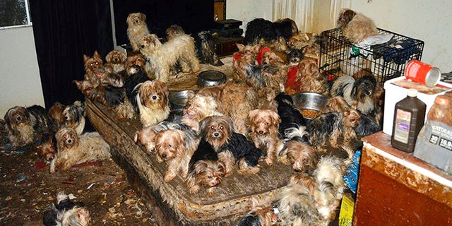 This Jan. 20, 2017, photo provided by the San Diego Humane Society shows the scene where Yorkshire terrier and Yorkie mix dogs were discovered in Poway, Calif.