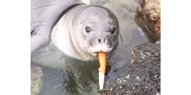 A monk seal pup was spotted with a knife in its mouth on a beach in Hawaii on April 15, 2018.
