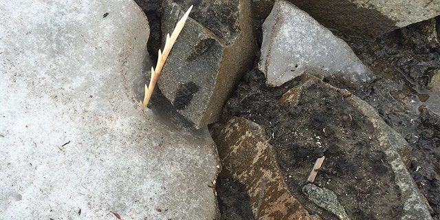 Close up of massive barbed antler point still entombed in ice. (Government of Yukon photo)
