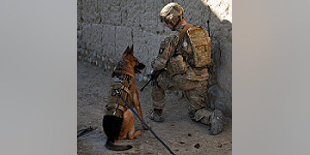 U.S. Army 1st Sgt. Brian Zamiska, 3rd Battalion, 187th Infantry Regiment, 3rd Brigade Combat Team, 101st Airborne Division (Air Assault), pulls security with a U.S. Air Force working dog, Jan. 6, 2013, during a patrol with the Afghan Border Police in Tera Zeyi district, Afghanistan. (U.S. Army photo by Spc. Alex Kirk Amen)