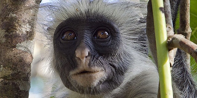 This Oct. 13, 2010 photo shows a rare Zanzibar red colobus monkey as it surveys the landscape while sitting on a tree branch in the East African archipelago of Zanzibar. The leaf-eating primates are popular among tourists flocking to this exotic island. (AP Photo/Rodrique Ngowi)