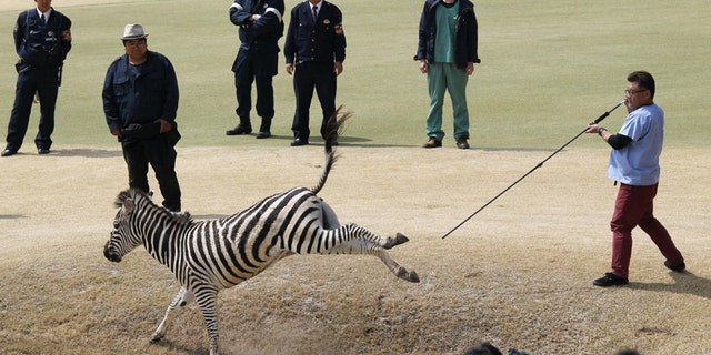 March 23, 2016: An animal doctor uses a tranquilizer dart to capture an zebra on a golf course in Toki, Gifu prefecture, central Japan.