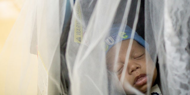 LOIZA, PUERTO RICO - AUGUST 30: Misael Carrasquillo, 2 months old, sleeps in a mosquito net covered baby stroller next to his identical twin brother Ismael during a visit for regular vaccinations at the Concilio de Salud Integral in Loiza, a primary care health clinic, on August 30, 2016 in Loiza, Puerto Rico. The Centres for Disease Control and Prevention has estimated that 25% of the Puerto Rico's population could have the Zika Virus by the end of mosquito season, and that up to 50 pregnant women each day are infected on the island. A recent study projected as many as 270 babies could be born with the debilitating birth defect microcephaly, between now and mid-2017. In a normal year, doctors expect to see just 16 such cases. (Photo by Angel Valentin/Getty Images)