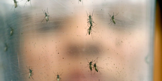 zika_mosquitos_research_ap