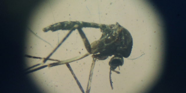 RECIFE, BRAZIL - JANUARY 28: An Aedes aegypti mosquito is seen through a microscope at en exhibition on Dengue fever on January 28, 2016 in Recife, Pernambuco state, Brazil. The mosquito transmits the Zika virus, as well as Dengue. In the last four months, authorities have recorded close to 4,000 cases in Brazil in which the mosquito-borne Zika virus may have led to microcephaly in infants. The ailment results in an abnormally small head in newborns and is associated with various disorders including decreased brain development. According to the World Health Organization (WHO), the Zika virus outbreak is likely to spread throughout nearly all the Americas. (Photo by Mario Tama/Getty Images)
