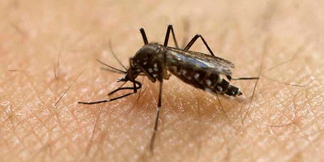 In this Jan. 18, 2016, file photo, a female Aedes aegypti mosquito, known to be a carrier of the Zika virus, acquires a blood meal on the arm of a researcher at the Biomedical Sciences Institute of Sao Paulo University in Sao Paulo, Brazil.