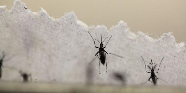 Aedes aegypti mosquitoes are seen at the Laboratory of Entomology and Ecology of the Dengue Branch of the U.S. Centers for Disease Control and Prevention in San Juan, Puerto Rico, March 6, 2016.