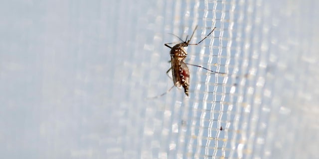An aedes aegypti mosquitoes is seen in The Gorgas Memorial institute for Health Studies laboratory as they conduct a research on preventing the spread of the Zika virus and other mosquito-borne diseases in Panama City February 4, 2016. REUTERS/Carlos Jasso - RTX25IDW