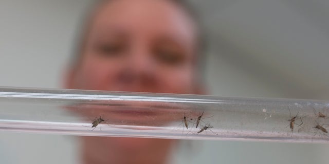 FILE - In this Feb. 11, 2016 file photo, Johanna Yanez holds a tube with Aedes aegypti mosquitoes at a laboratory in Cucuta, Colombia. A study out of Colombia offers compelling evidence that Zika-caused birth defects can occur even when infected pregnant women never develop symptoms. (AP Photo/Ricardo Mazalan, File)