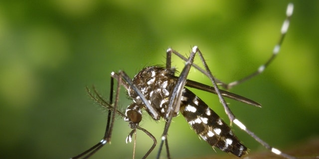 Asian tiger mosquito Aedes albopictus, one of the species that can carry the Zika virus, begins its blood meal.