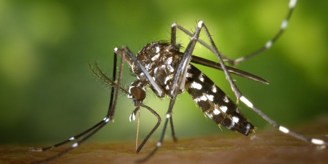 Asian tiger mosquito Aedes albopictus, one of the species that can carry the Zika virus, begins its blood meal.