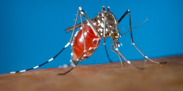 CORRECTS CDC IS INVESTIGATING WHETHER AEDES ALBOPICTUS SPREADS THE ZIKA VIRUS, NOT DEFINITIVE - This 2003 photo provided by the Centers for Disease Control and Prevention shows a female Aedes albopictus mosquito acquiring a blood meal from a human host. On Friday, Jan. 15, 2016, U.S. health officials are telling pregnant women to avoid travel to Latin America and Caribbean countries with outbreaks of a tropical illness linked to birth defects. The Zika virus is spread through mosquito bites from Aedes aegypti and the CDC is investigating whether it is also spread by Aedes albopictus. The disease causes only a mild illness in most people. But theres been mounting evidence linking the virus to a surge of a rare birth defect in Brazil. (James Gathany/Centers for Disease Control and Prevention via AP)