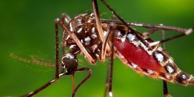 Most major U.S. airlines and some cruise lines are allowing concerned customers change travel plans due to the Zika virus.