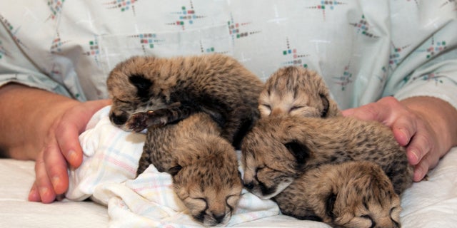 This undated photo provided by the Cincinnati Zoo shows five cheetah cubs born on March 8, 2016, after a rare C-section procedure at the zoo in Cincinnati. The cubs are undergoing around-the-clock critical care in the zoo's nursery. (S. David Jenike/Cincinnati Zoo via AP) MANDATORY CREDIT