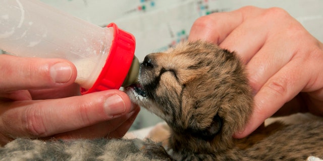 This undated photo provided by the Cincinnati Zoo shows one of five cheetah cubs born on March 8, 2016, after a rare C-section procedure at the zoo in Cincinnati. The cubs are undergoing around-the-clock critical care in the zoo's nursery. (S. David Jenike/Cincinnati Zoo via AP) MANDATORY CREDIT