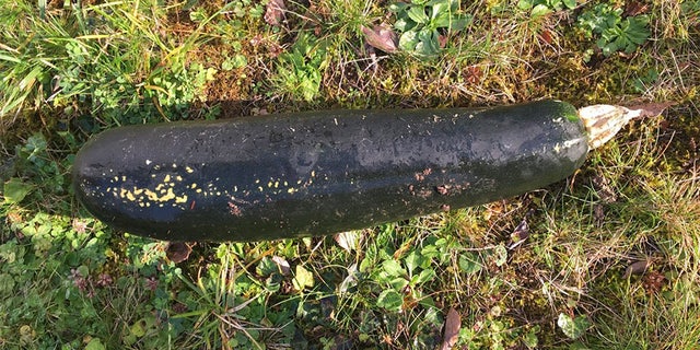 In this handout photo released by the police of Karlsruhe, a Zucchini is pictured in a garden in Bretten, Germany, Friday, Nov. 3, 2017. A worried resident alerted to police to what he thought was a World War II bomb in his garden. Officers found a particularly large zucchini. (Karlsruhe Police Photo via AP)