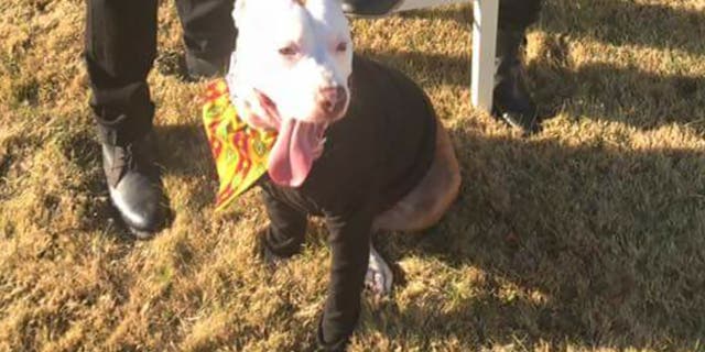 Zulu the pit bull was shot in the midsection on Dec. 17 after charging at intruders. He is making a full recovery.