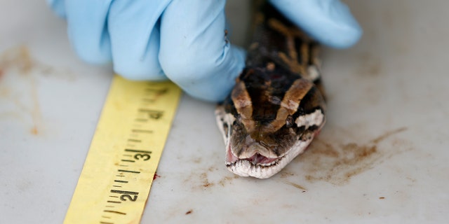 Marcos Fernandez, with the South Florida Water Management District, holds the head of a python before measuring and weighing it.