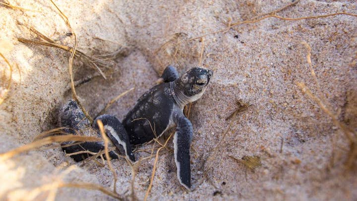 Rescued sea turtles returned to the ocean on Florida beach