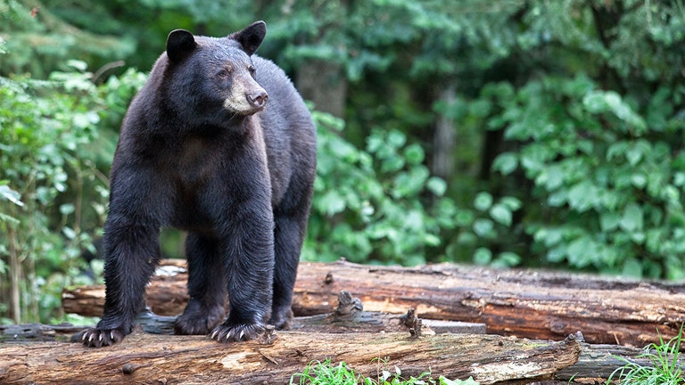 Californian shoots black bear that broke into their house