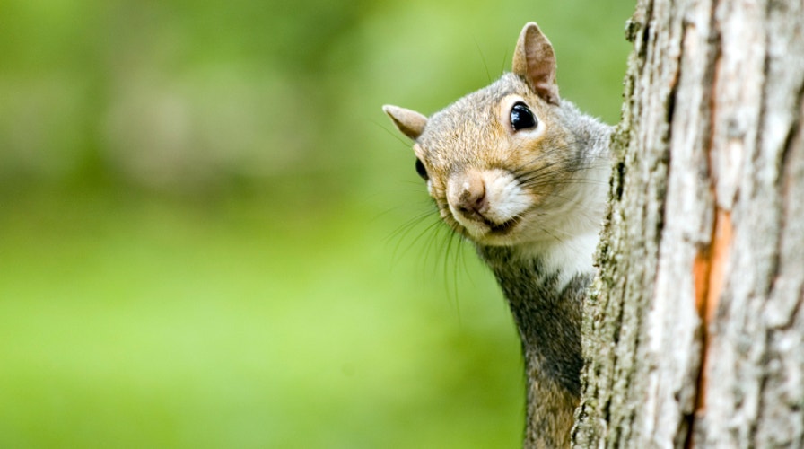 Emotional support animals posing problems for airlines