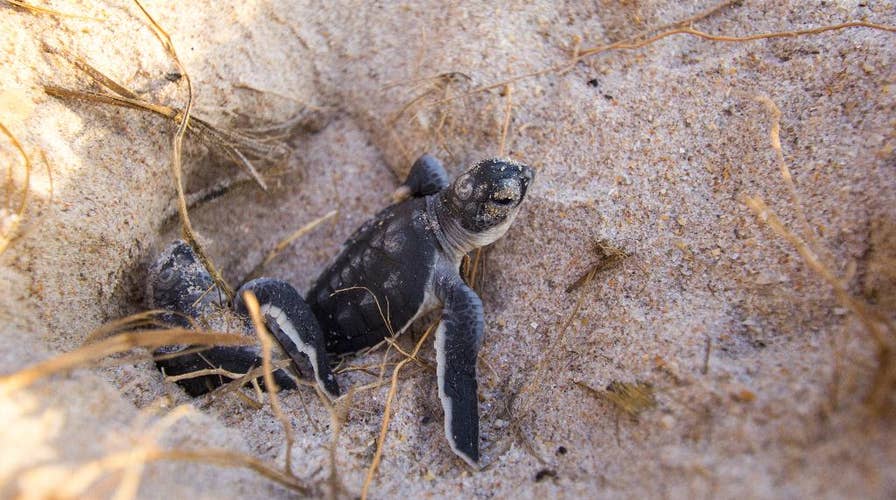 Rescued sea turtles returned to the ocean on Florida beach