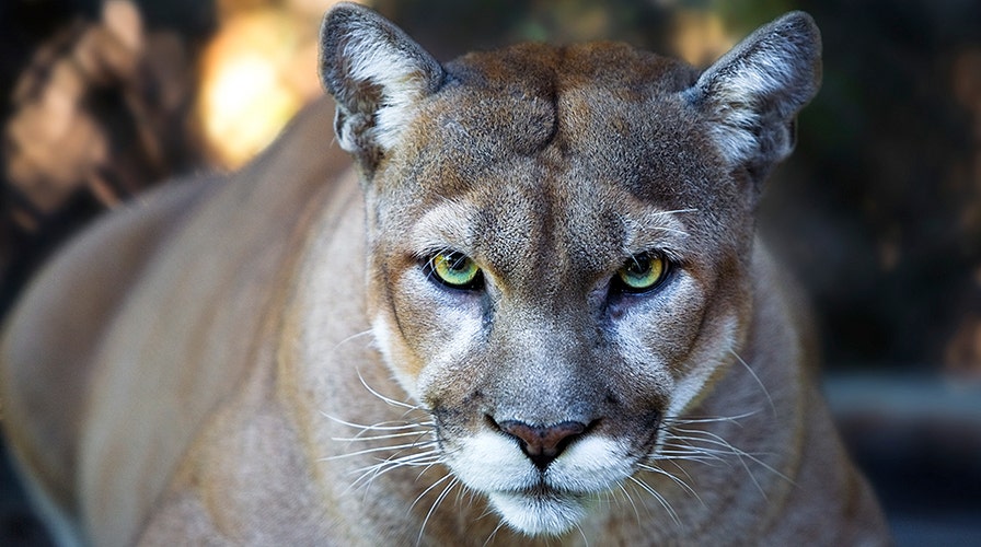 Mother, son approached by cougar in OR