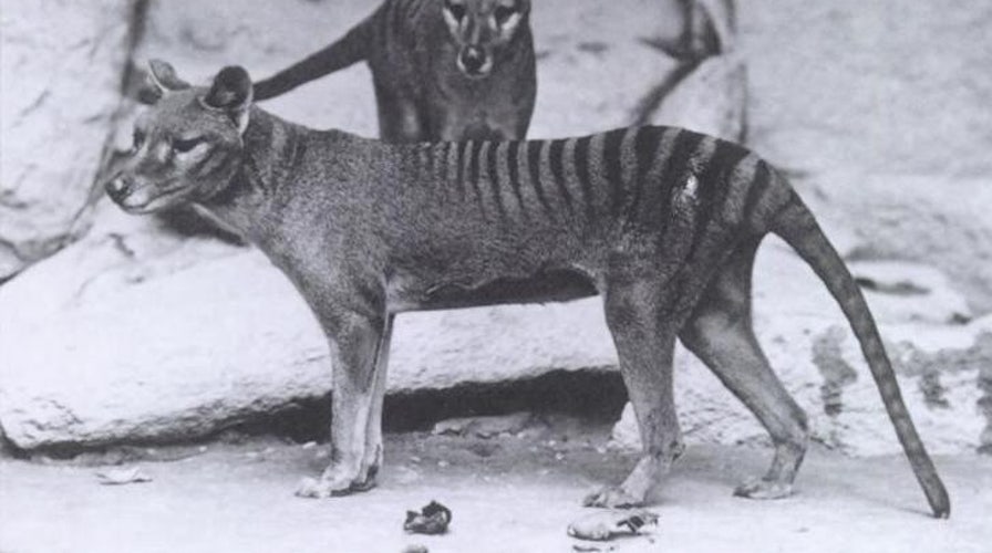 People are claiming to have seen the Tasmanian tiger — 80 years