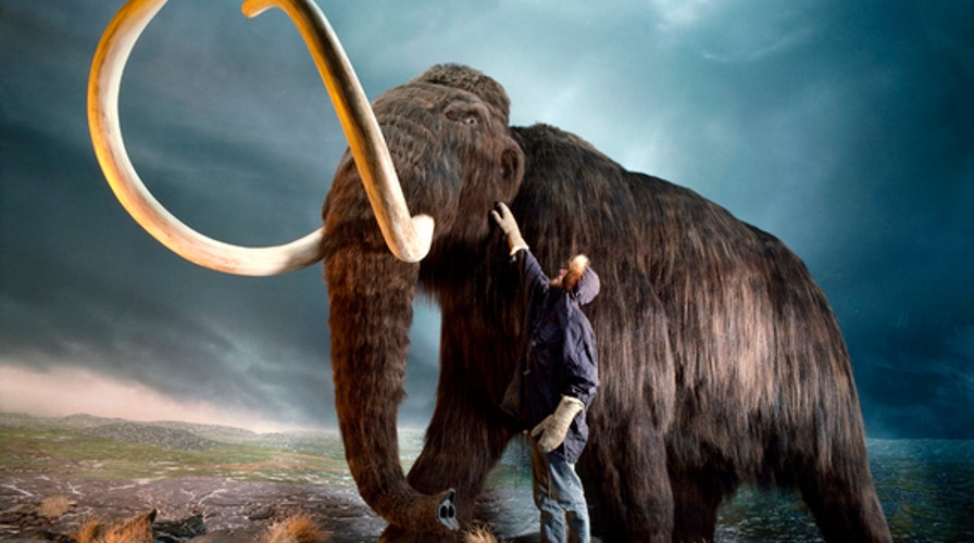 Woolly mammoths had a horrible and miserable end, study says