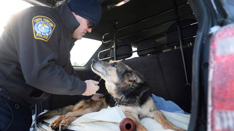 Beloved K9 with seizures, arthritis gets police escort to Maine vet