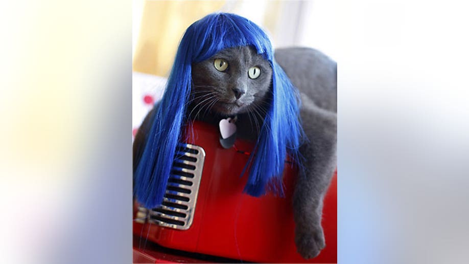 Top 10 Dumbest Inventions Fox News Rumble — top 10 dumbest inventions. top 10 dumbest inventions fox news