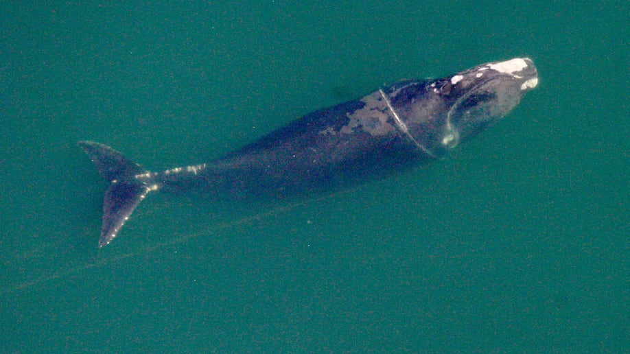 481ddfe6-Freed Whale Birth