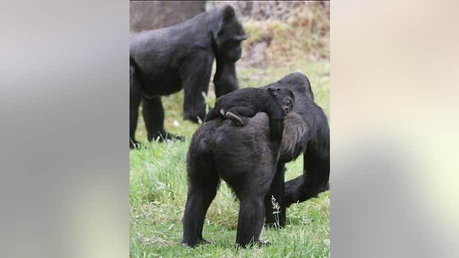 Gang of Gorillas