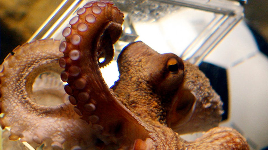 Germany Octopus Oracle