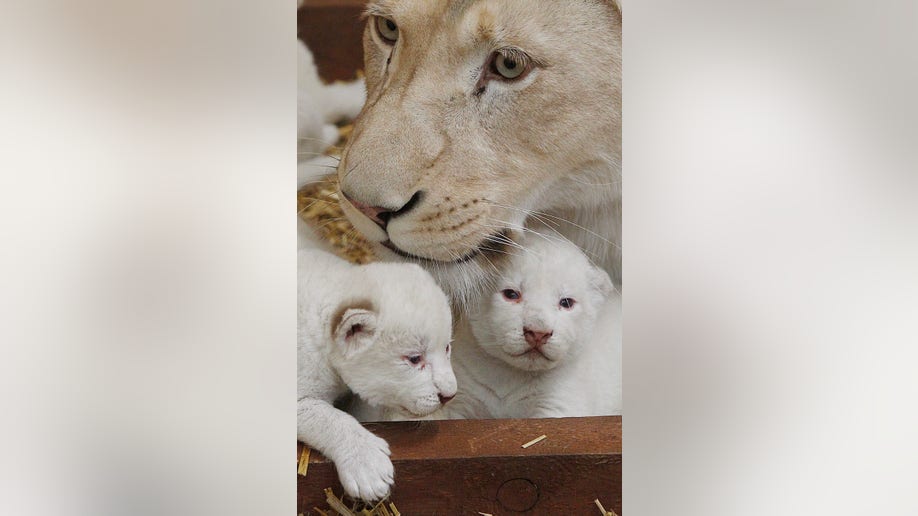 Poland White Lions