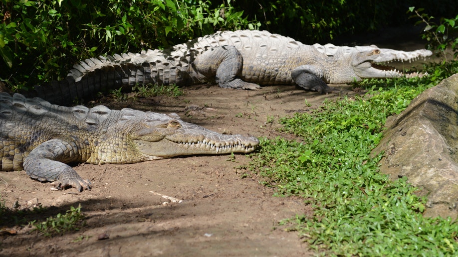 01e9c895-Jamaica Crocodile Hunting