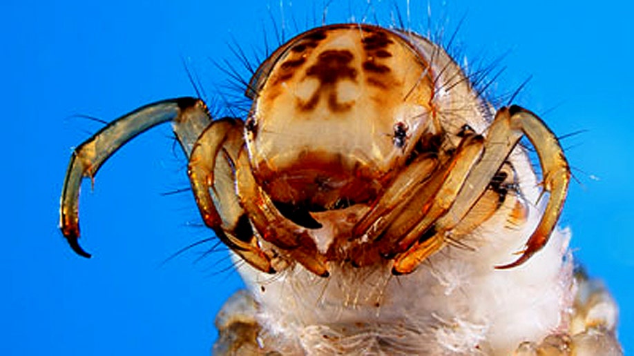 Albicorne Larvae