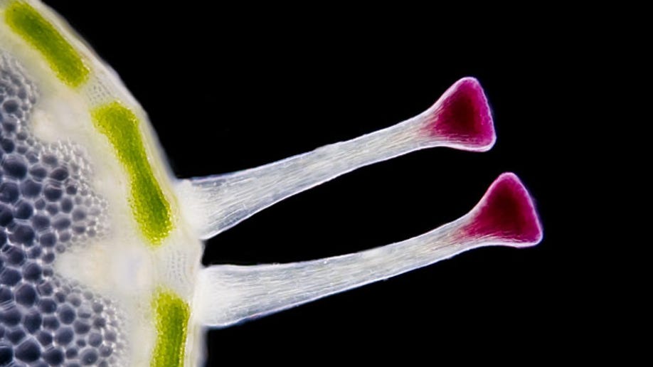 2. Flower Stem