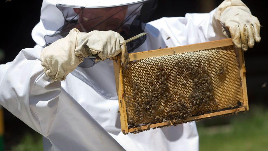 Croatia Bees Vs Mines
