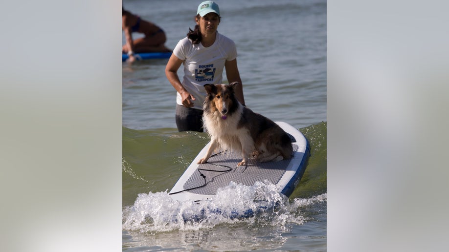 4f7c467b-Brazil Surfer Dogs