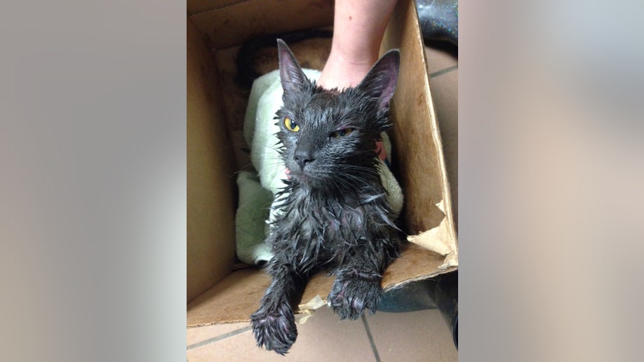 5fdff785-Cat Doused With Gasoline