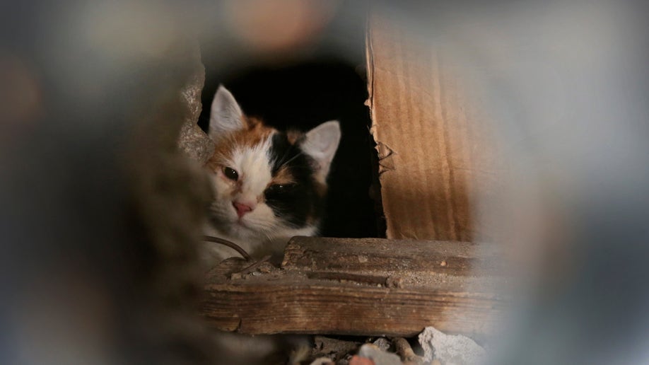 Belarus Walling Up Cats