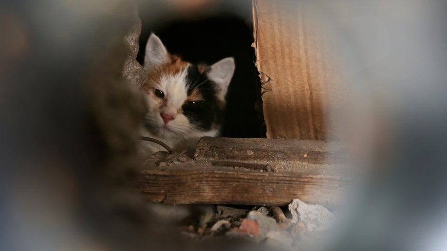 Belarus Walling Up Cats