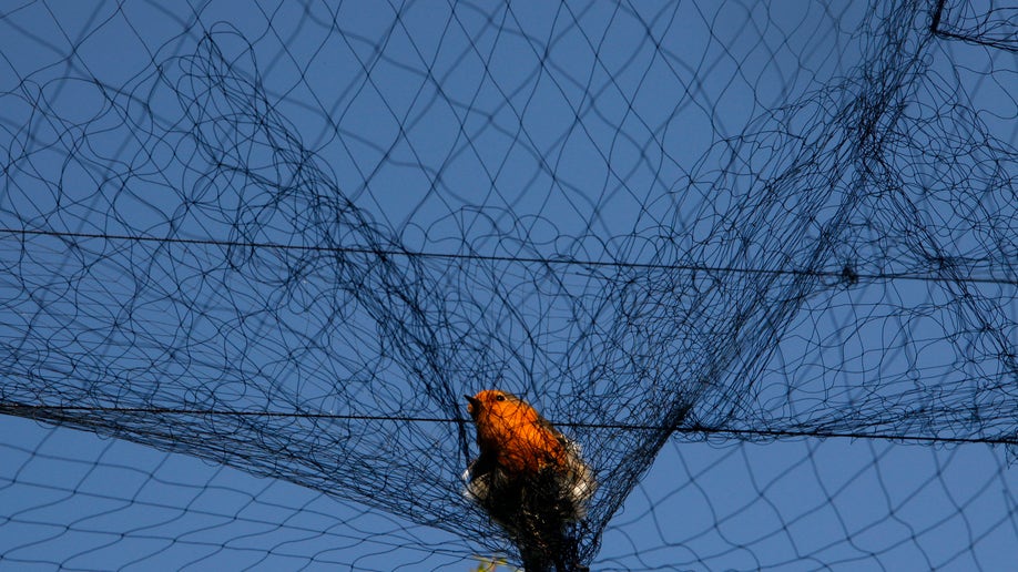 CyprusCrisis Songbirds