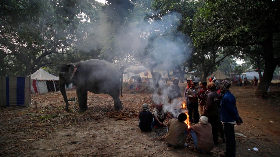 India Elephant Festival