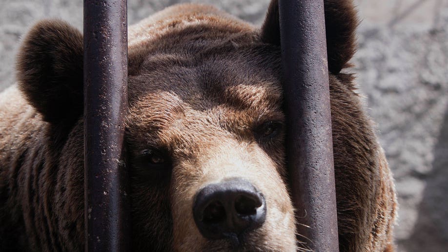 Kosovo Rescued Bears