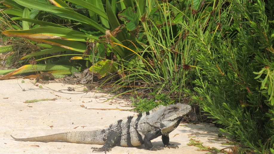 cbcb5f7f-Travel-Trip-Mexico-Isla Mujeres