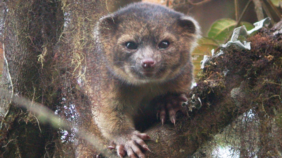 raccoon teddy bear